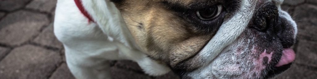 Taming the 'Seven Dogs' of business succession planning