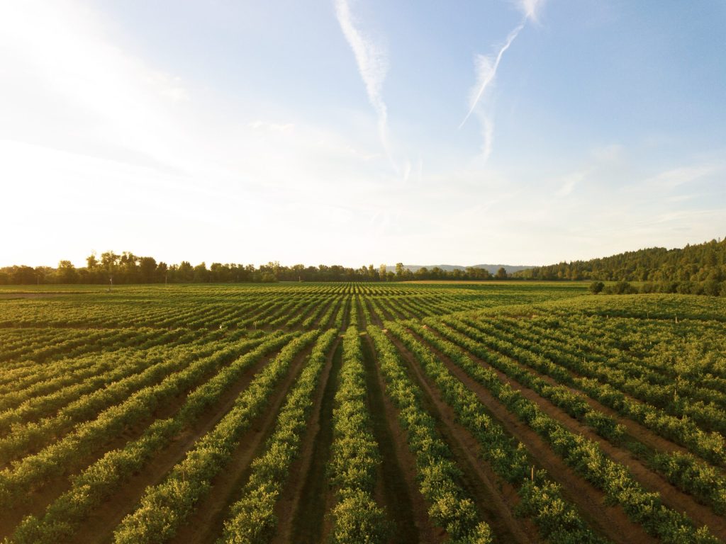 Farm Leases – is a handshake good enough?