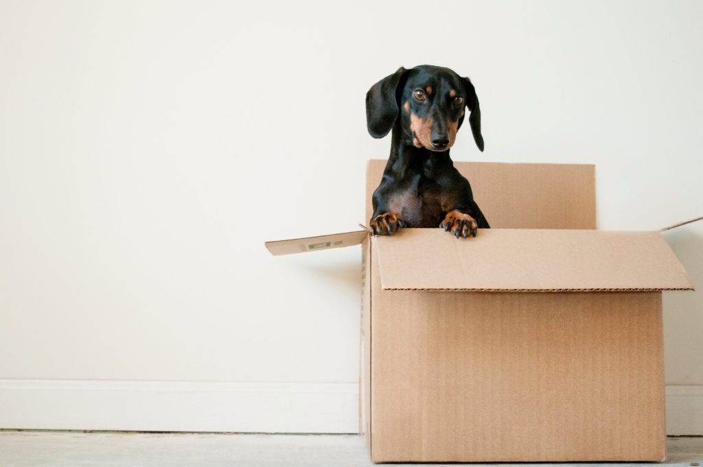 What happens to the family pet when your relationship ends?