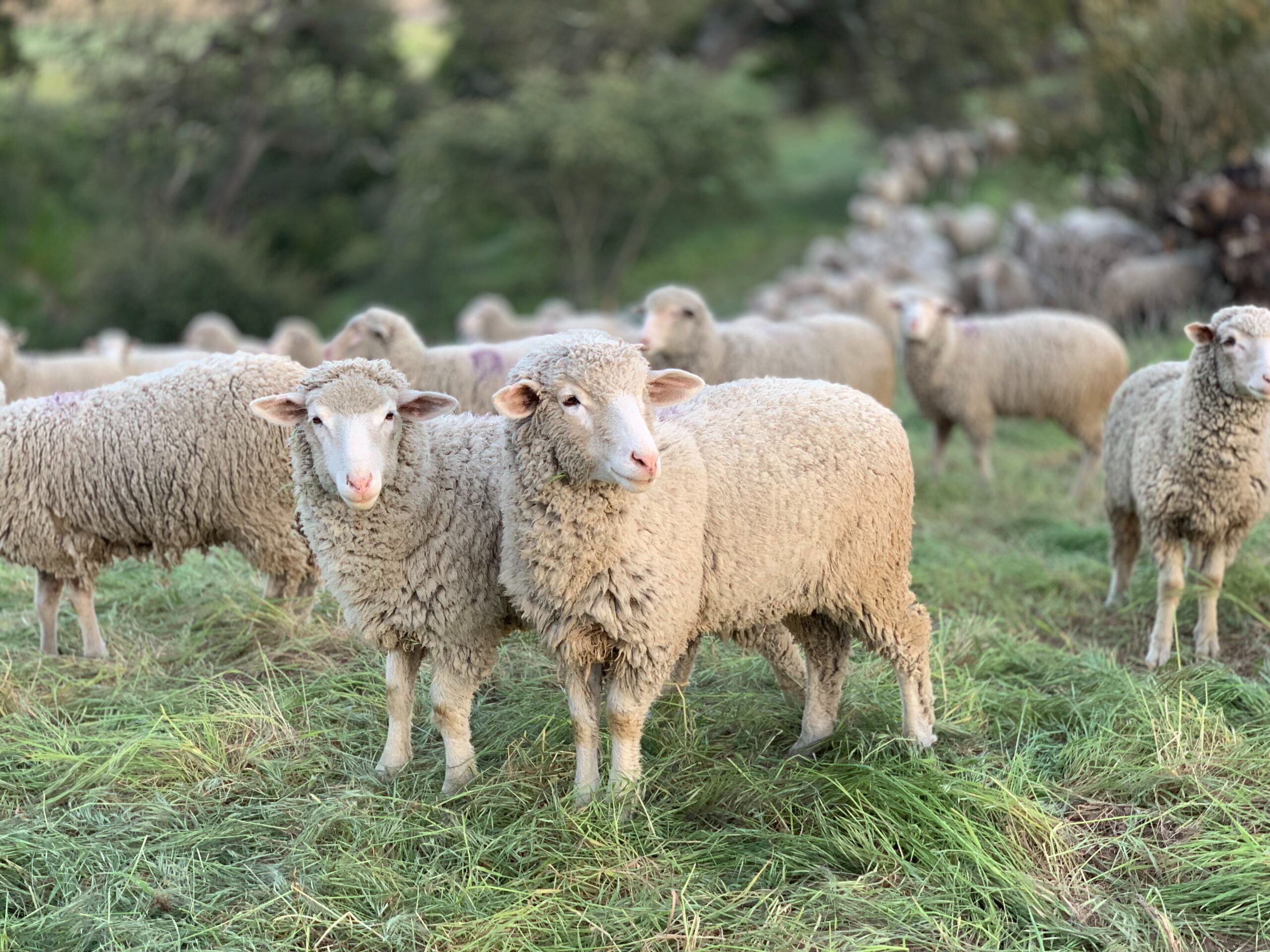 How to pass on your farm