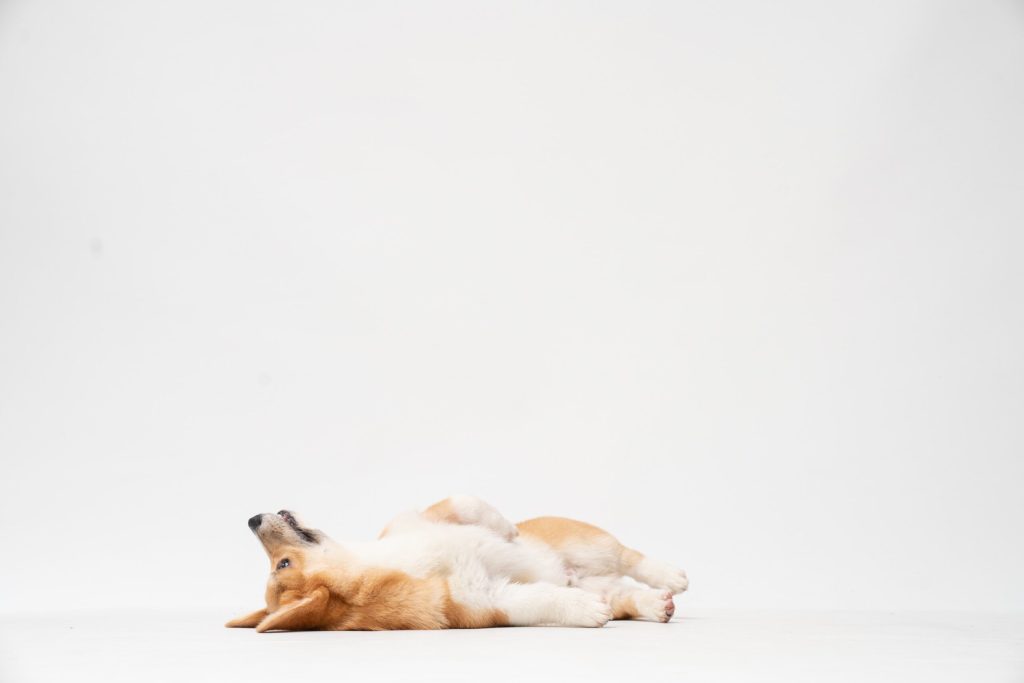 How to look after your pets after you're gone