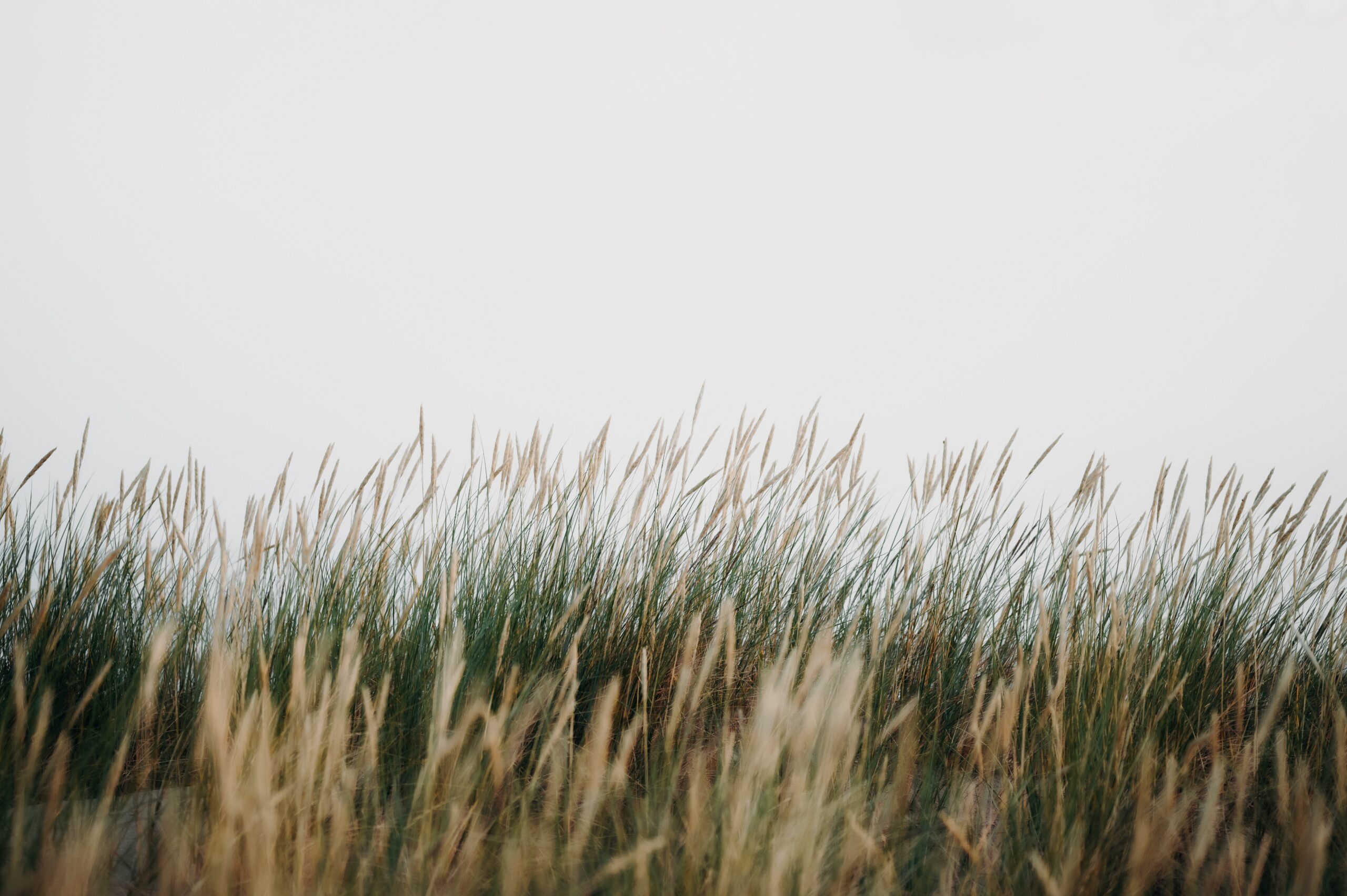 Solution Brief: Individual or Company Trustee? (SMSFs)
