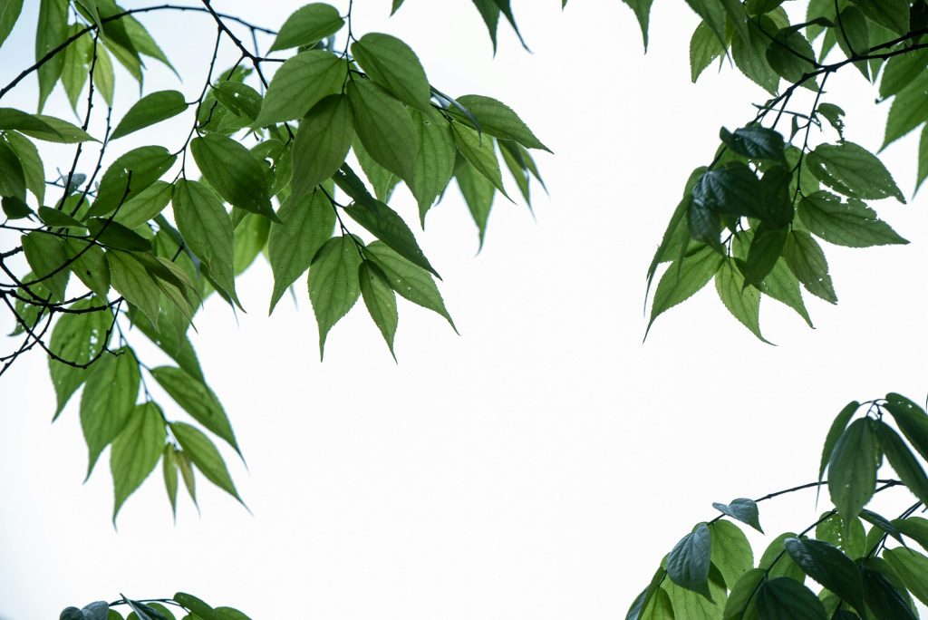 Controlling a family trust when you die