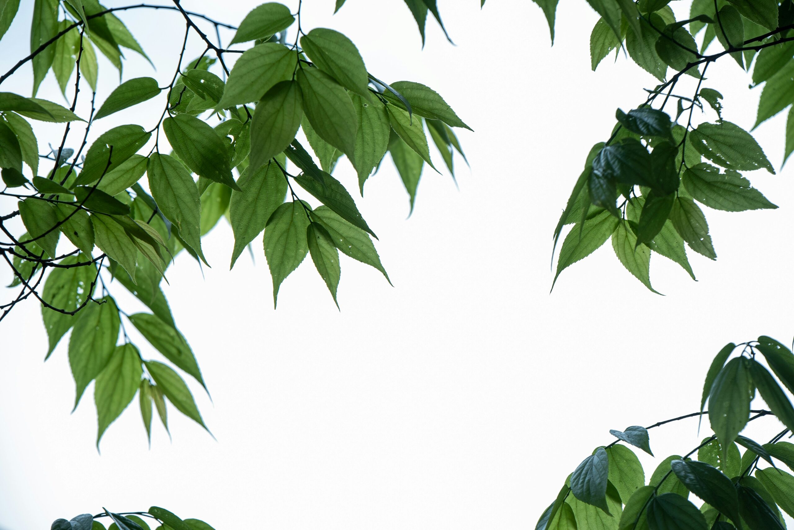 Controlling a family trust when you die