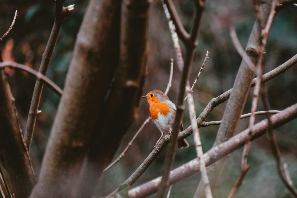 Find out what you can do with a 'testamentary trust' in your Will