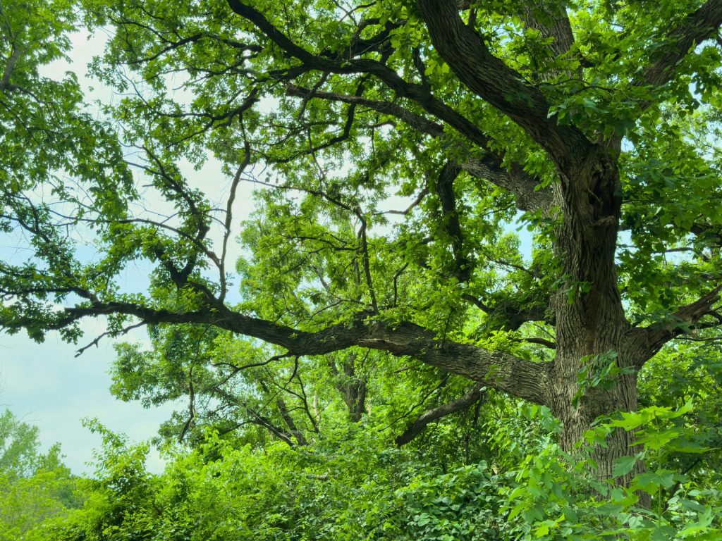What is a Testamentary Trust and why would I need one?