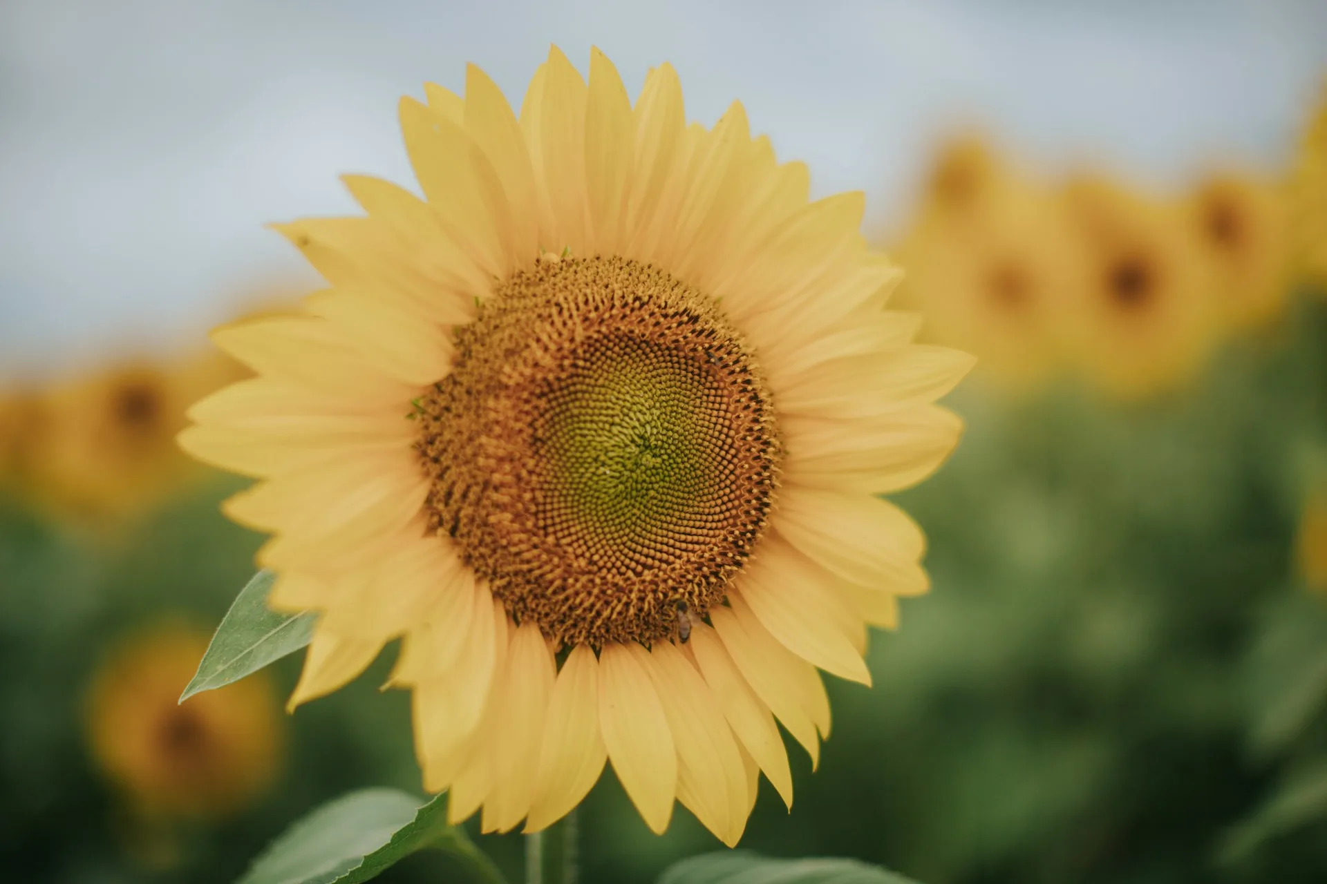 Worried about legal costs for challenging a Will in South Australia? Discover eligibility under the Succession Act 2023 (SA), cost risks like security for costs, and how ADLV Law guides claimants to fair outcomes without unnecessary risk.